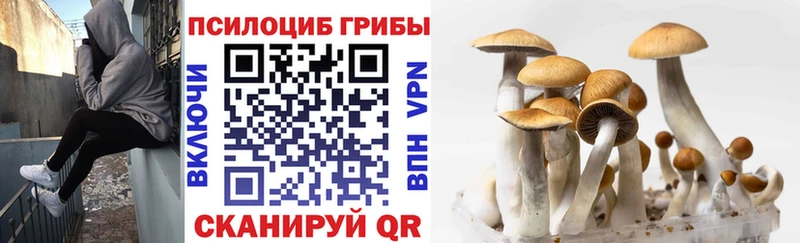 хочу   Юрга  darknet Telegram  Псилоцибиновые грибы Psilocybe 